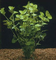 Mint/Creeping Charlie - Medium - Bunch of 12 Mint/Creeping Charlie - Medium - Bunch of 12